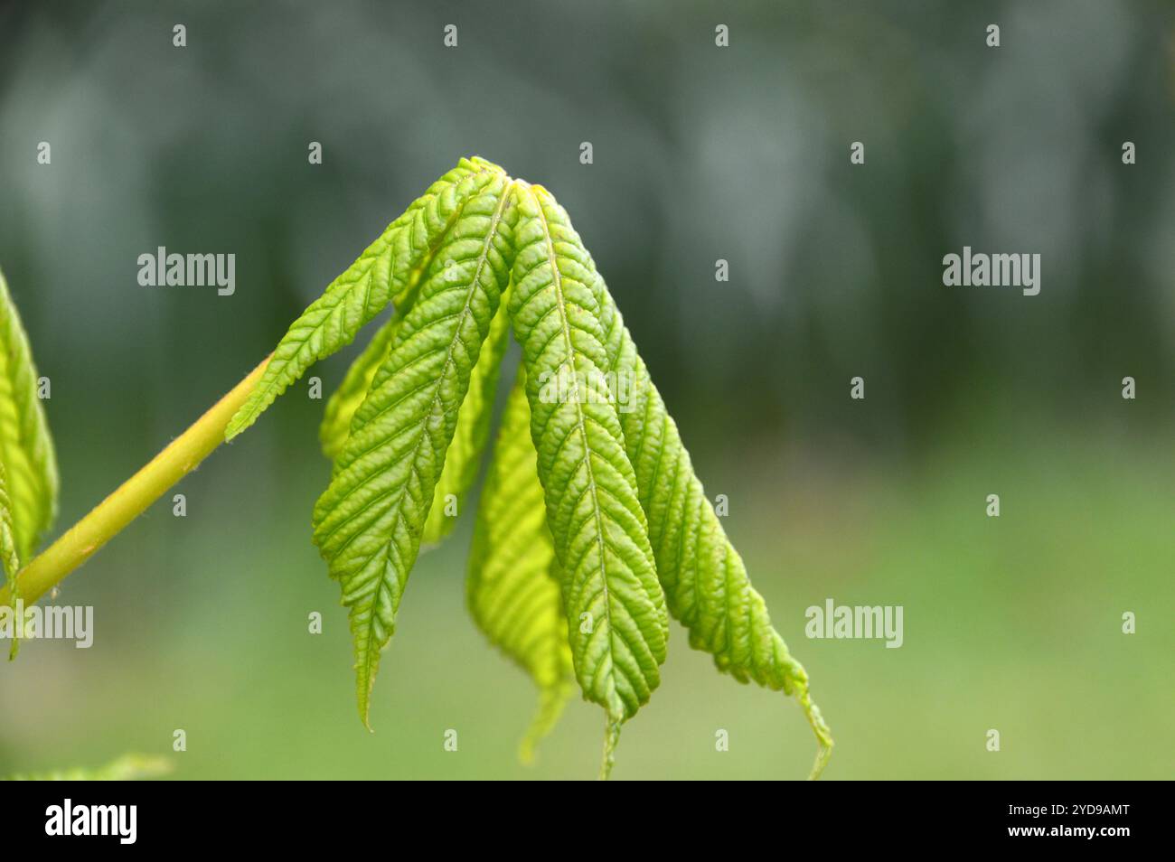 Il Bud Leaves on (Conker Tree) Sapling in mostra in un giardino di campagna inglese, Lancashire. REGNO UNITO. Foto Stock