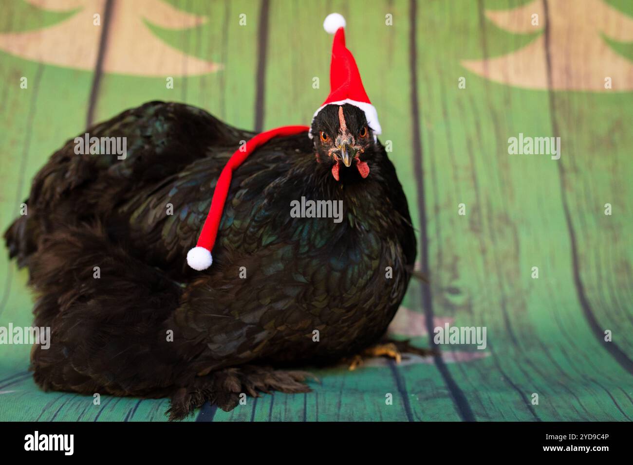 Pollo vestito con cappello di Babbo Natale e sciarpa per Natale Foto Stock