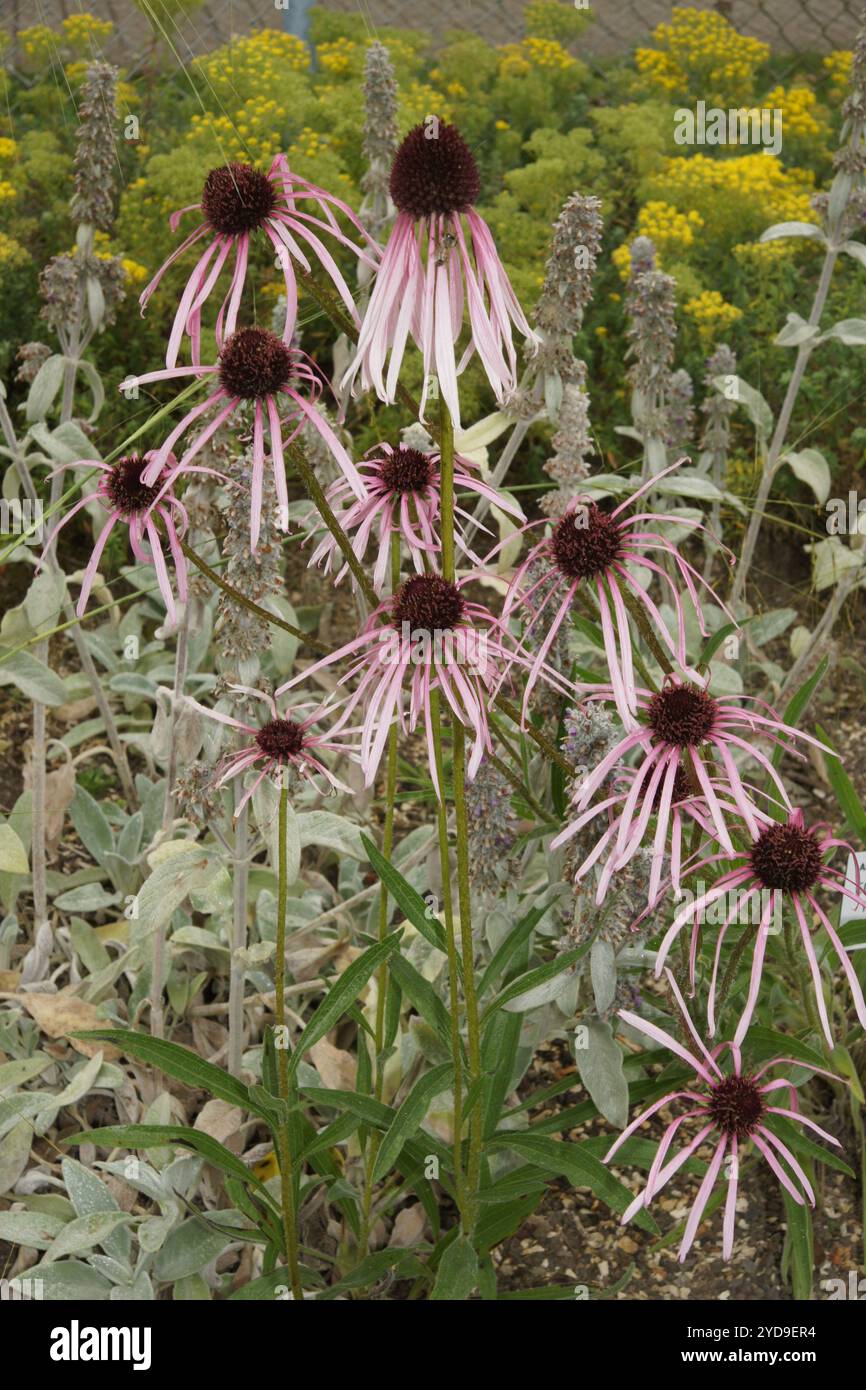Echinacea pallida, viola chiaro coneflower Foto Stock