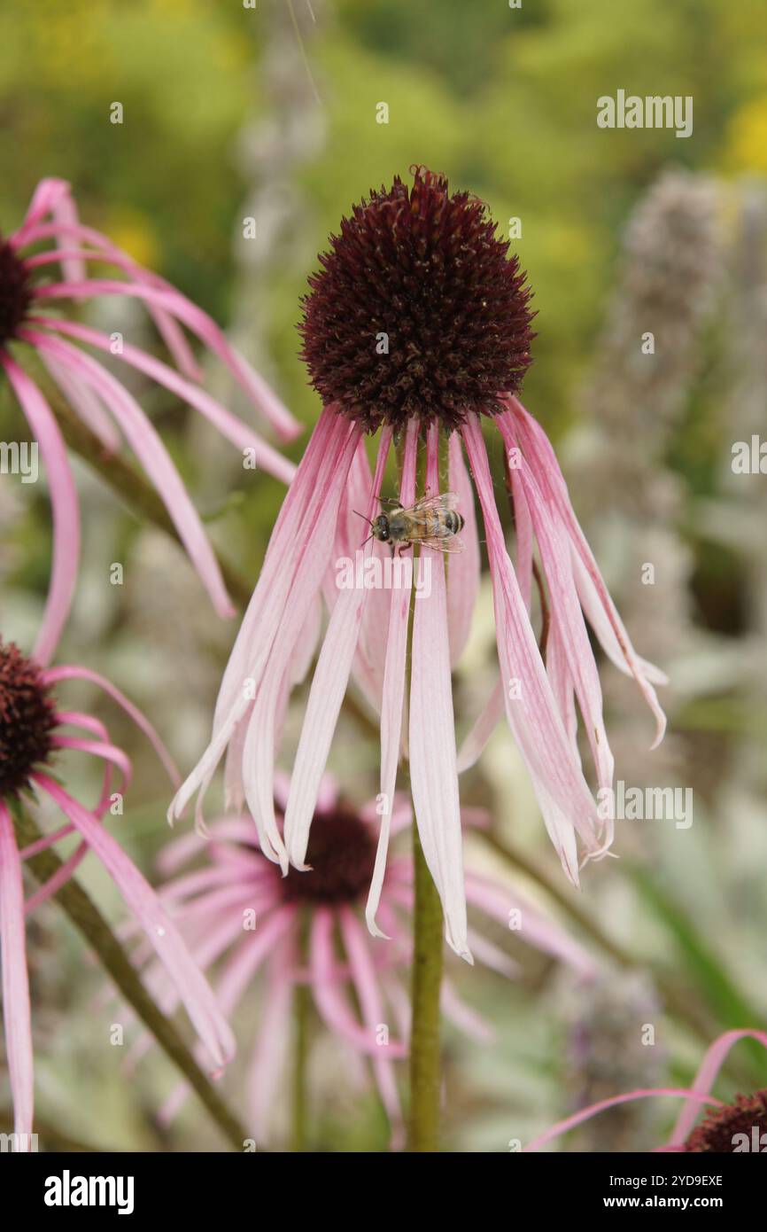 Echinacea pallida, viola chiaro coneflower Foto Stock
