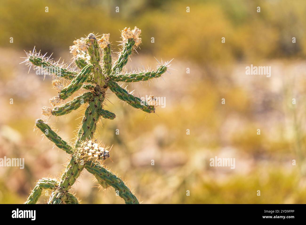 Cactus con stelo marrone e foglie verdi. Il cactus si trova in un campo con sfondo giallo Foto Stock