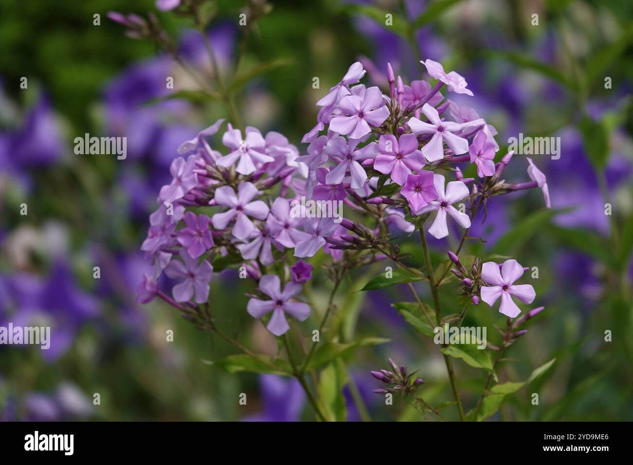 Phlox paniculata, phlox panicled Foto Stock