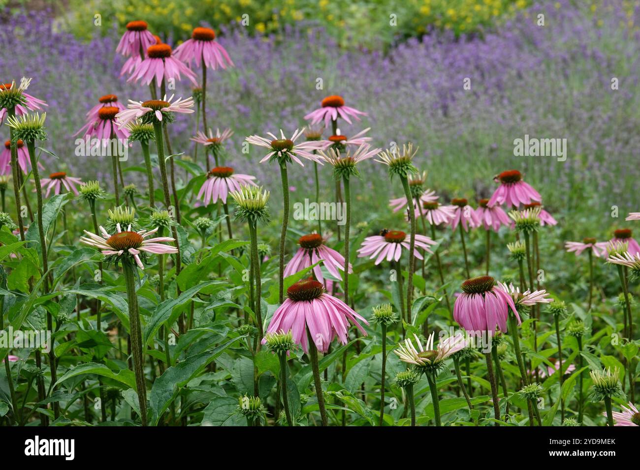 Echinacea purpurea, purple coneflower Foto Stock