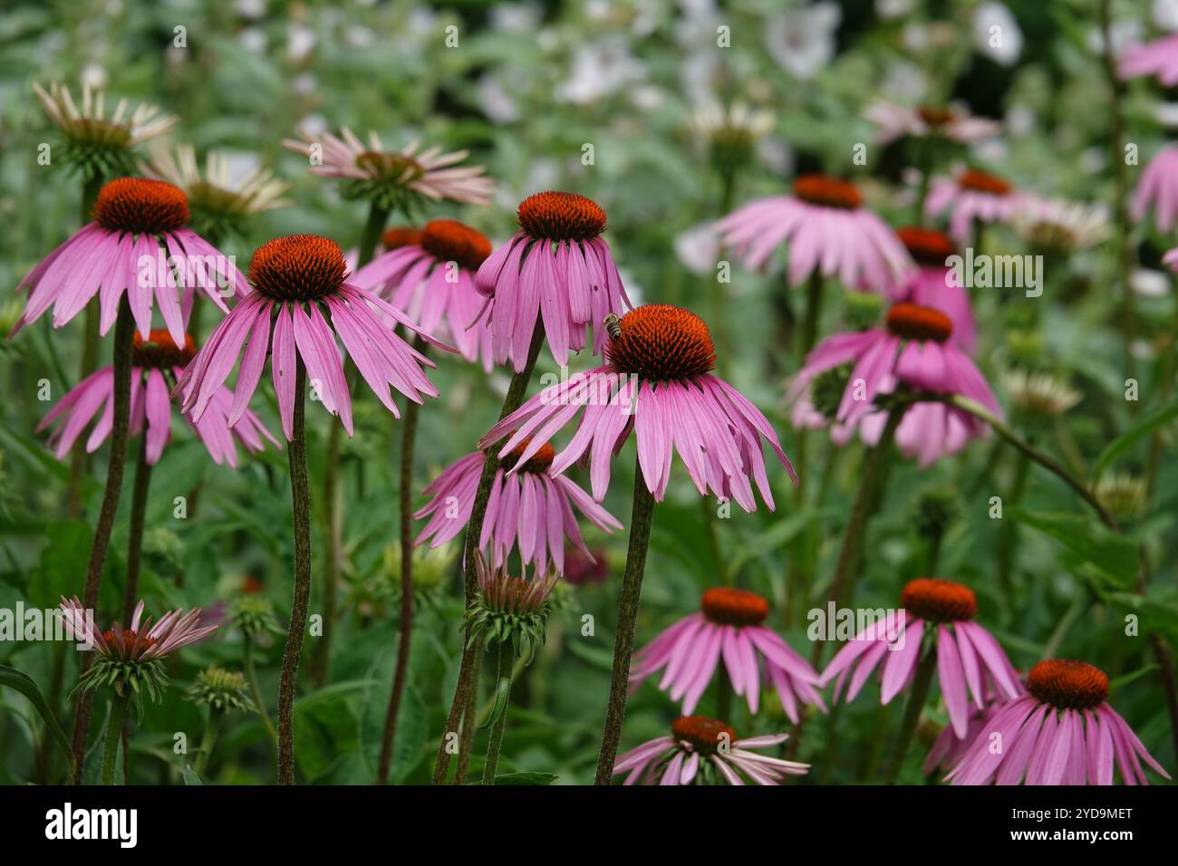 Echinacea purpurea, purple coneflower Foto Stock