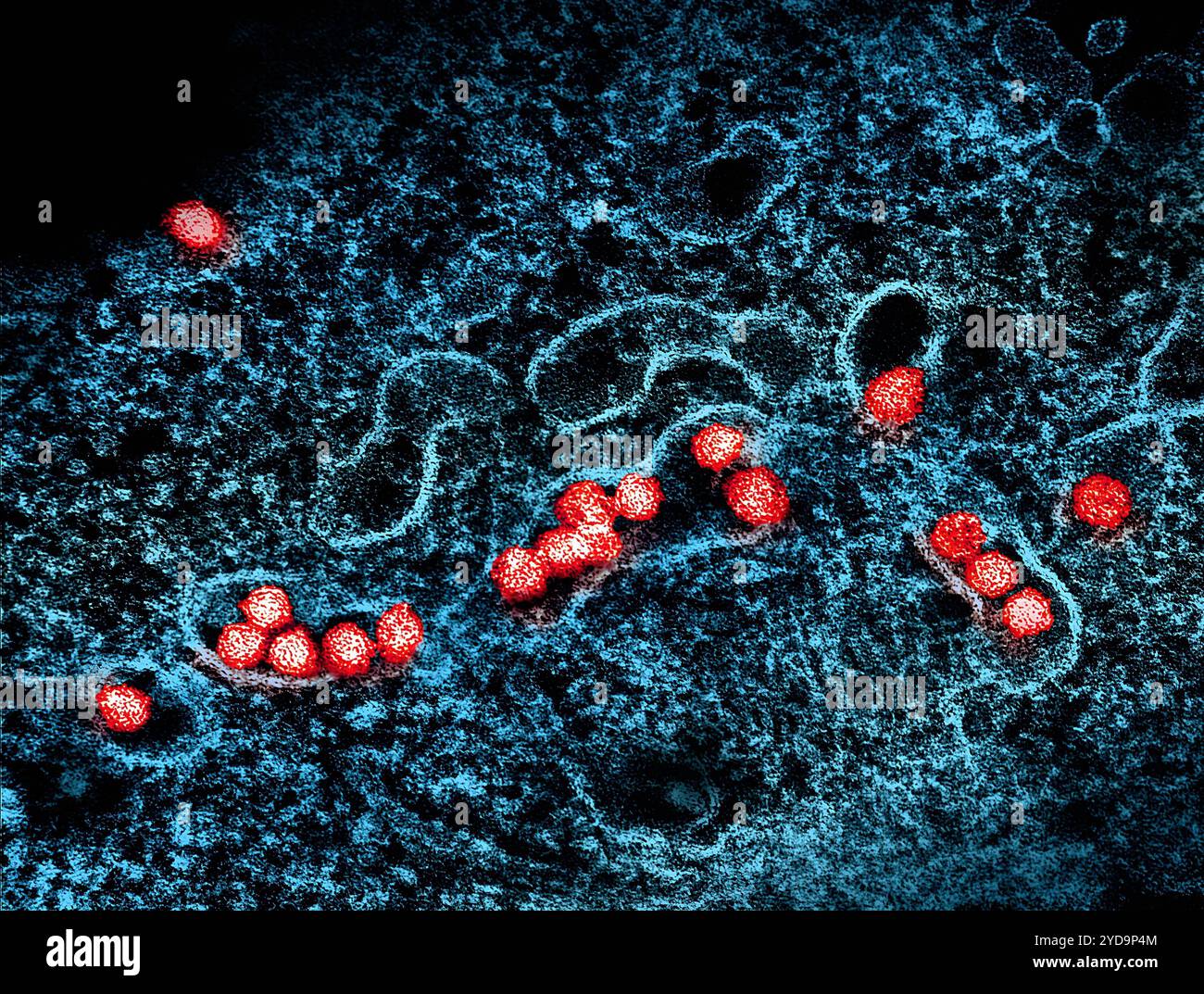 Micrografia elettronica di trasmissione di particelle del virus del Nilo occidentale rosso che si replica all'interno del citoplasma di un VERO E6 infetto blu cellulare. Virus del Nilo occidentale 016867_047 Foto Stock