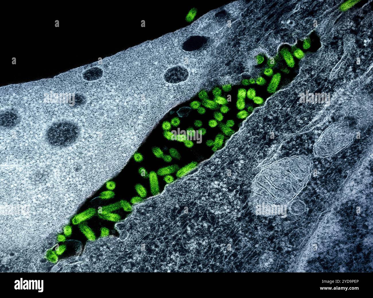 Micrografia elettronica di trasmissione del virus della stomatite vescicolare VSV particelle verdi che si trovano nello spazio extracellulare e in erba dalla membrana plasmatica delle cellule infette blu. Virus della stomatite vescicolare VSV 016867_074 Foto Stock