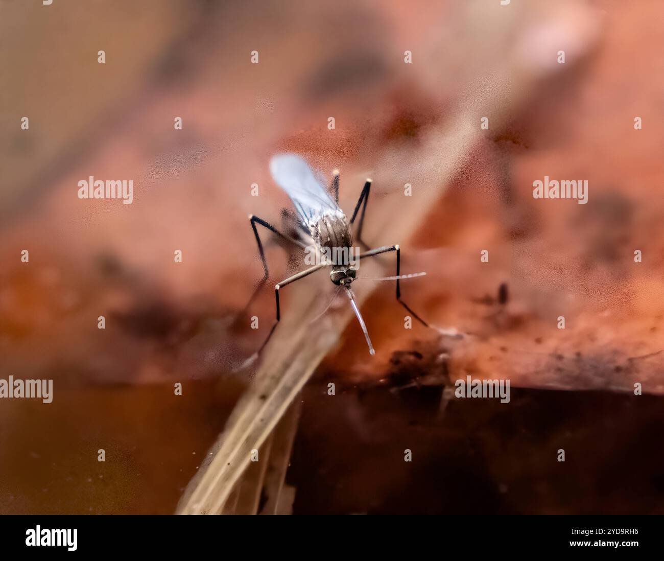 Femmina di Culex restuans zanzara, raccolta nel Maryland. Questo tipo di zanzara è un vettore comprovato associato alla trasmissione del virus del Nilo occidentale WNV e dell'encefalite equina orientale AEE. Culex Restuans Mosquito 016867_165 Foto Stock