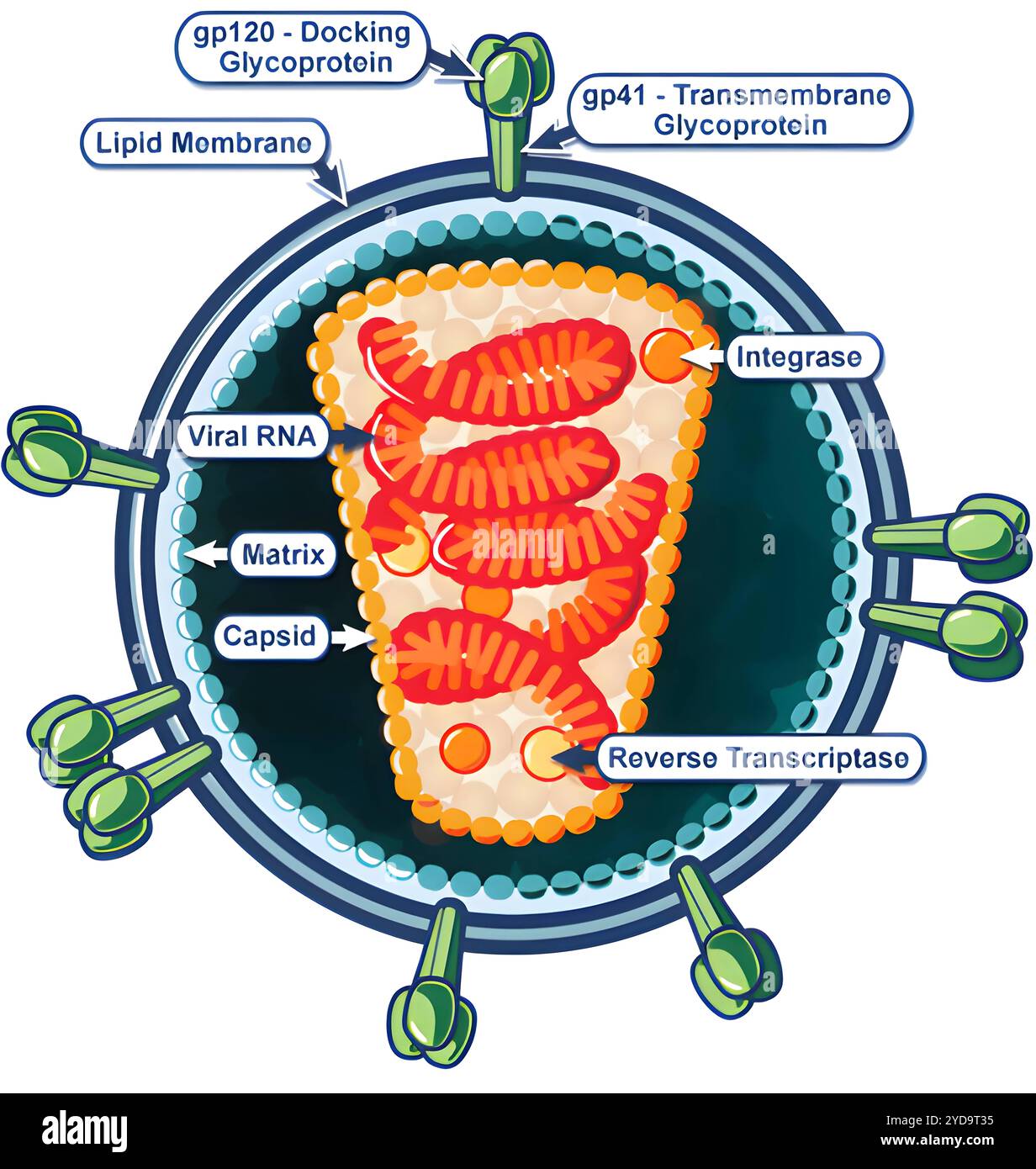 Un diagramma illustrativo di una singola particella virale infettiva del virus HIV. Struttura virione HIV 016867_257 Foto Stock