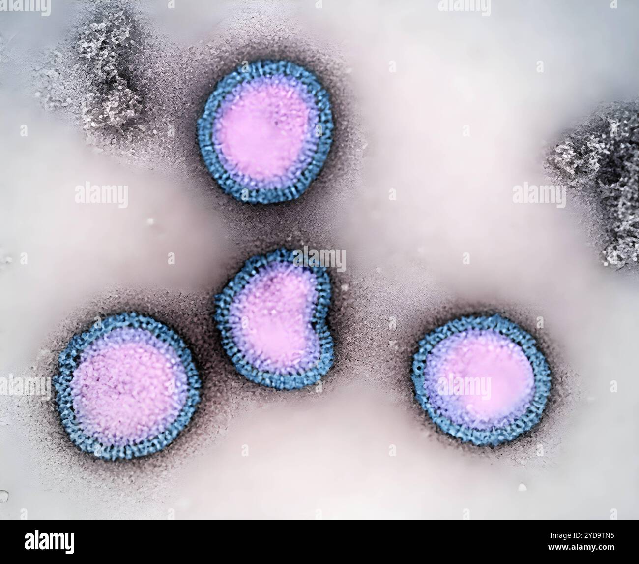 Particelle del virus dell'influenza B, colorate viola e blu, isolate da un campione di paziente e poi propagate in colture cellulari. Sia l'influenza A che l'influenza B possono causare l'influenza stagionale tuttavia, a differenza del virus dell'influenza A, che può anche infettare gli animali, l'influenza B infetta solo gli esseri umani. Virus dell'influenza B 016867_320 Foto Stock