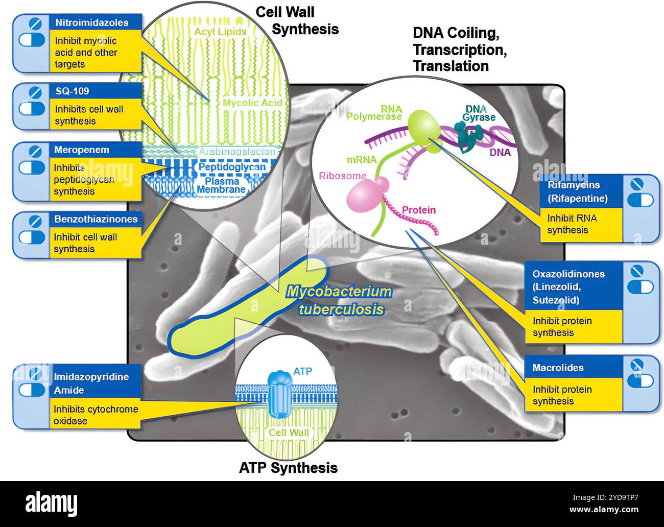 I farmaci per la tubercolosi mirano a vari aspetti della biologia del Mycobacterium tuberculosis, tra cui l'inibizione della sintesi della parete cellulare, della sintesi proteica o della sintesi dell'acido nucleico. Per alcuni farmaci, i meccanismi d'azione non sono stati pienamente identificati. Meccanismi di azione dei farmaci contro la tubercolosi in via di sviluppo 016867 354 Foto Stock