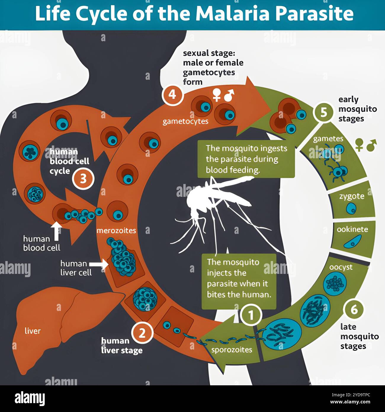 Un'illustrazione del ciclo di vita del parassita della malaria. Ciclo di vita del parassita malaria 016867_340 Foto Stock