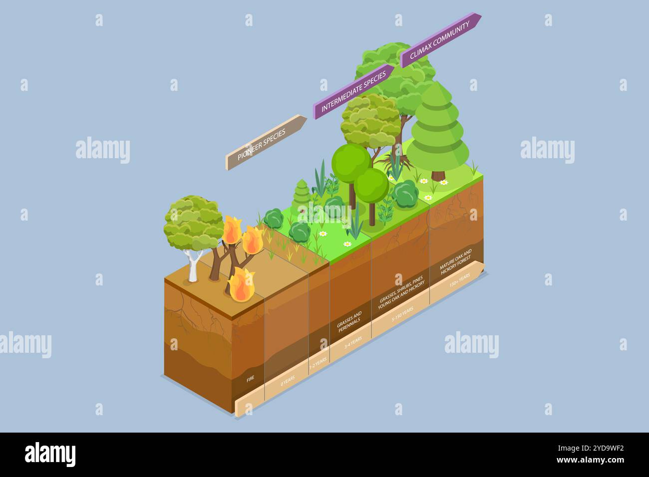 Illustrazione concettuale piatta isometrica 3D del recupero ecologico, fasi del processo di successione diagramma 3D Isometric Flat Conceptu Foto Stock