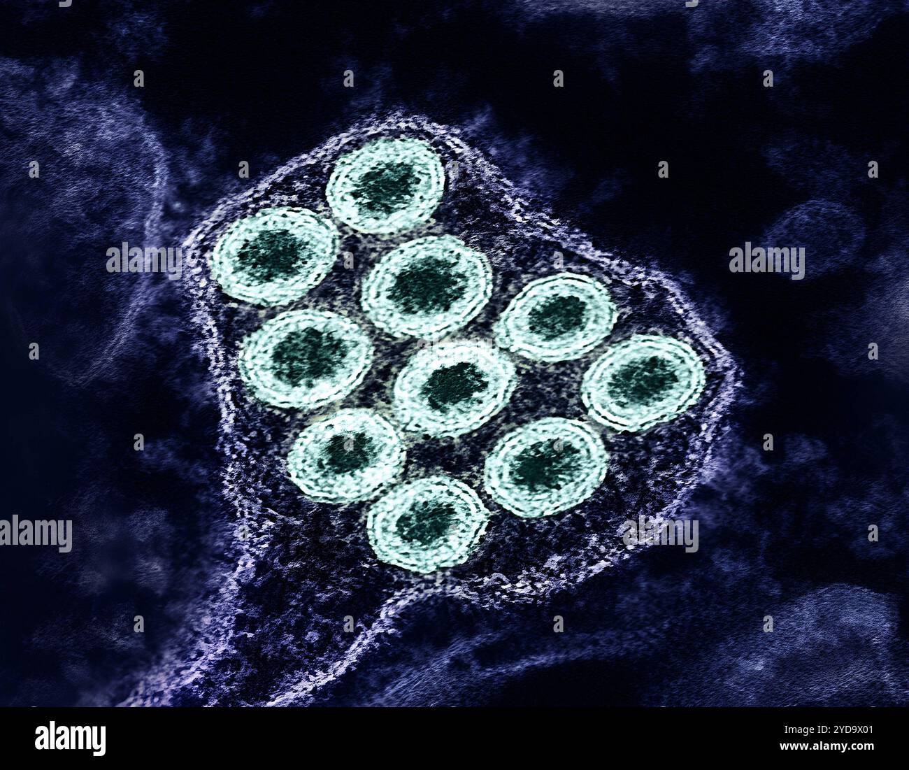 Micrografia elettronica a trasmissione colorata di particelle di virus della rabbia verde. Virus della rabbia 016867 457 Foto Stock