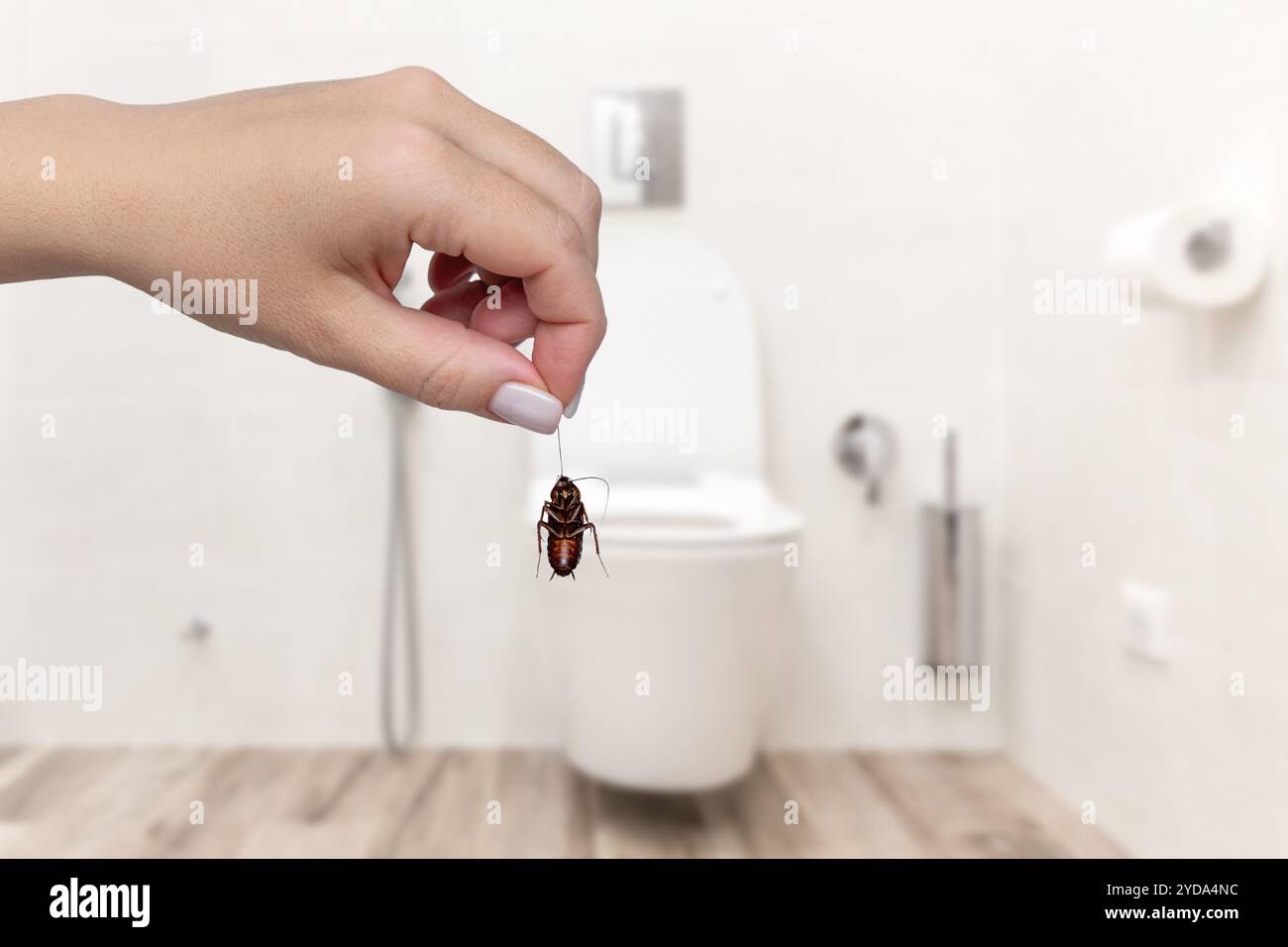 Mano che regge un grosso scarafaggio morto su sfondo sfocato del bagno. Concetto di requisito del controllo degli organismi nocivi Foto Stock