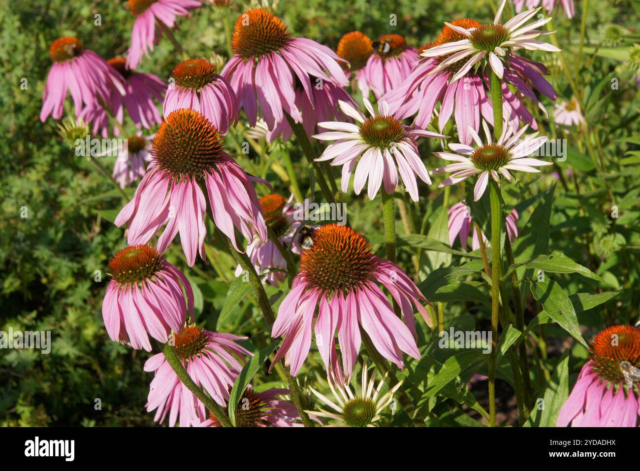 Echinacea purpurea, purple coneflower Foto Stock