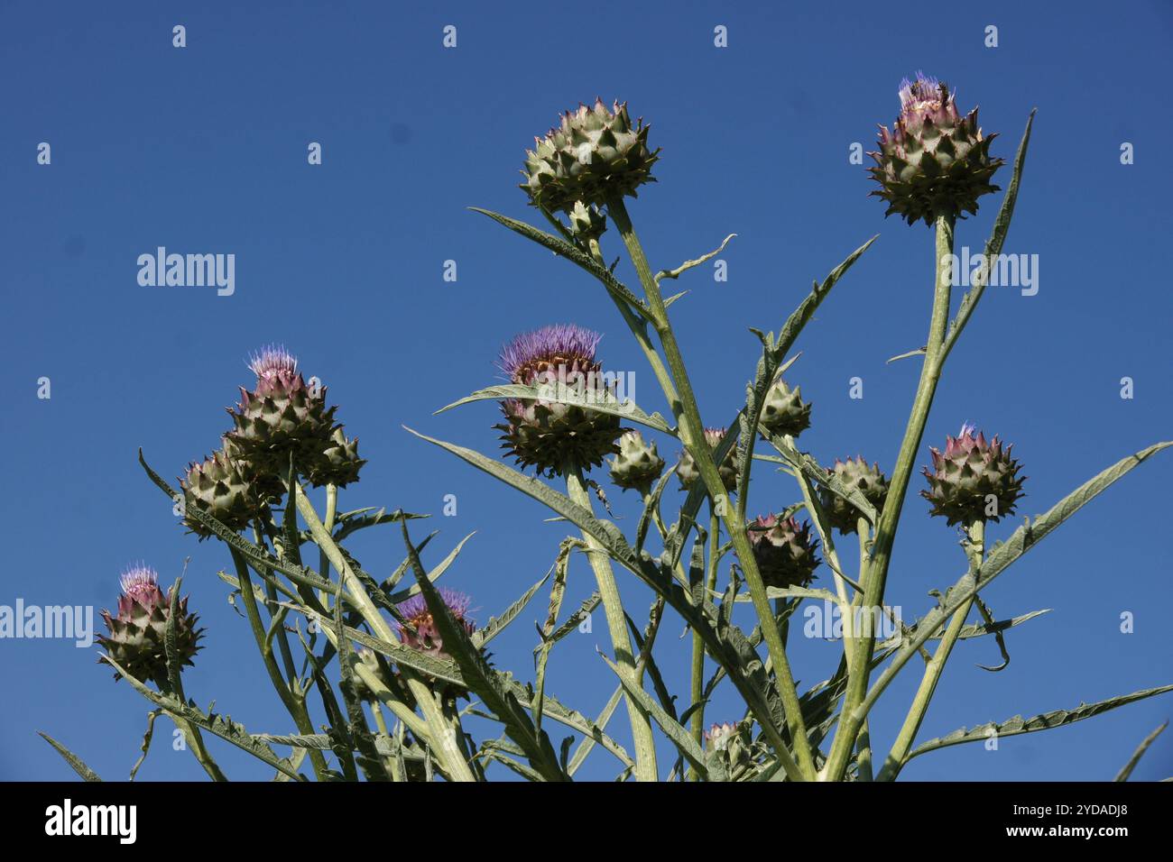 Cynara scolymus, carciofi Foto Stock