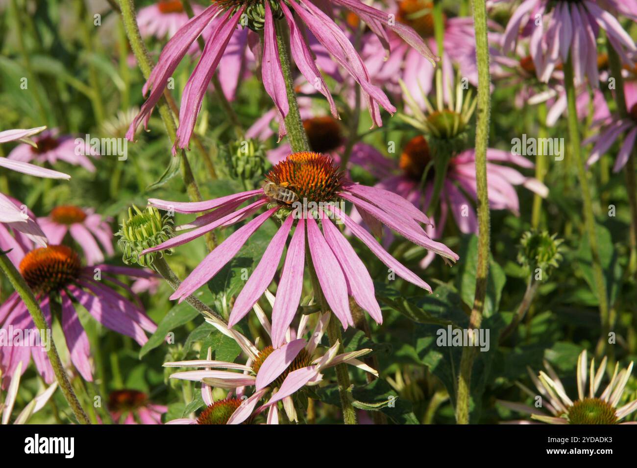 Echinacea purpurea, purple coneflower Foto Stock
