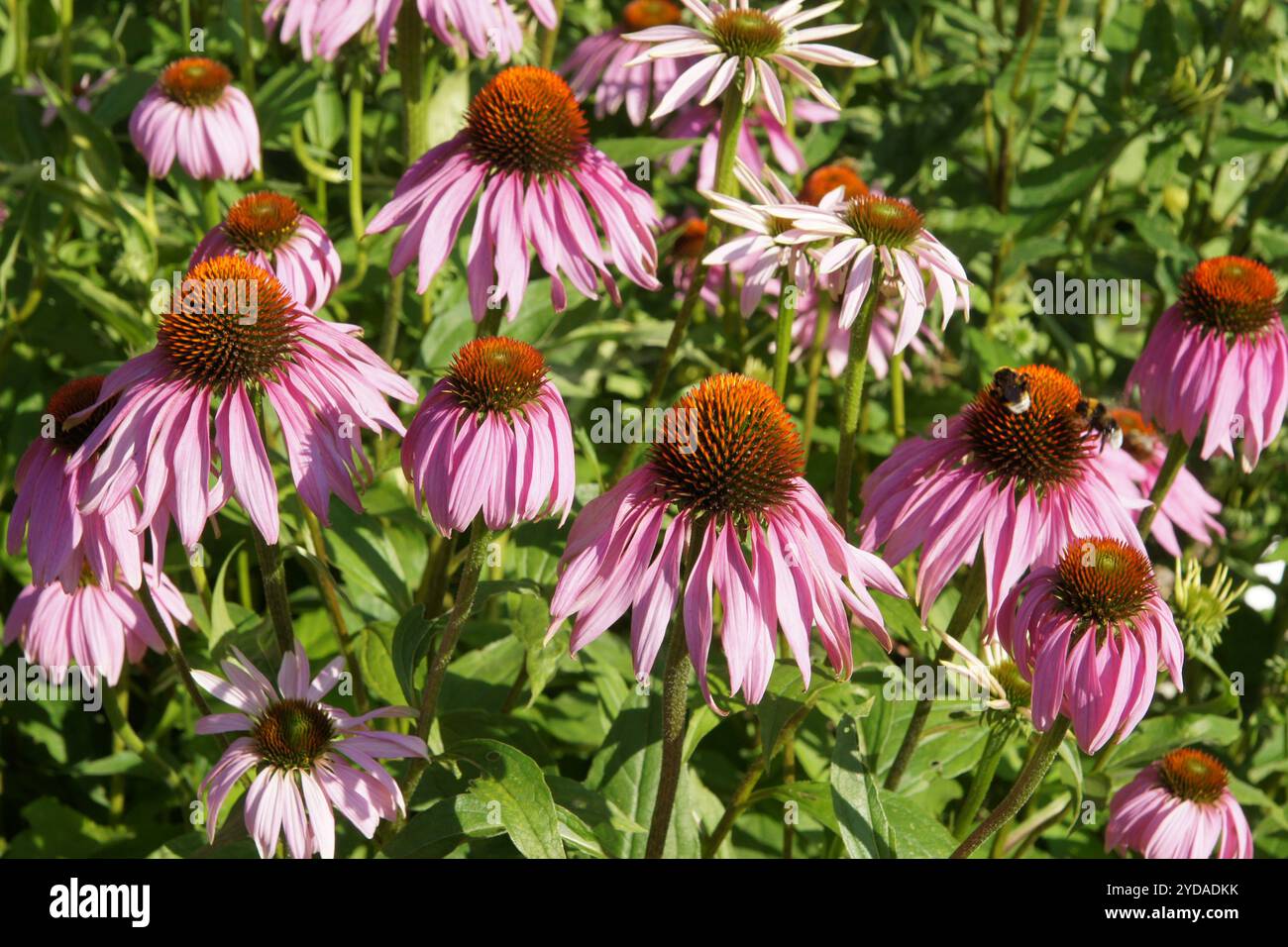 Echinacea purpurea, purple coneflower Foto Stock