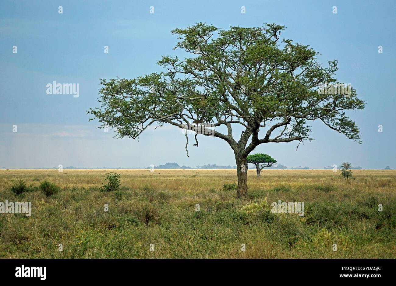 ghepardo in un albero nel parco serengeti in tanzania Foto Stock