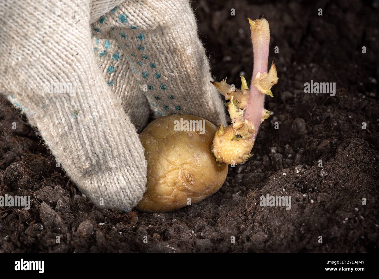 Mettere a mano un guanto da lavoro, piantando tubero di patate al yello germogliato nel terreno. Patate germinanti singole con occhi, occhielli, boccioli Foto Stock