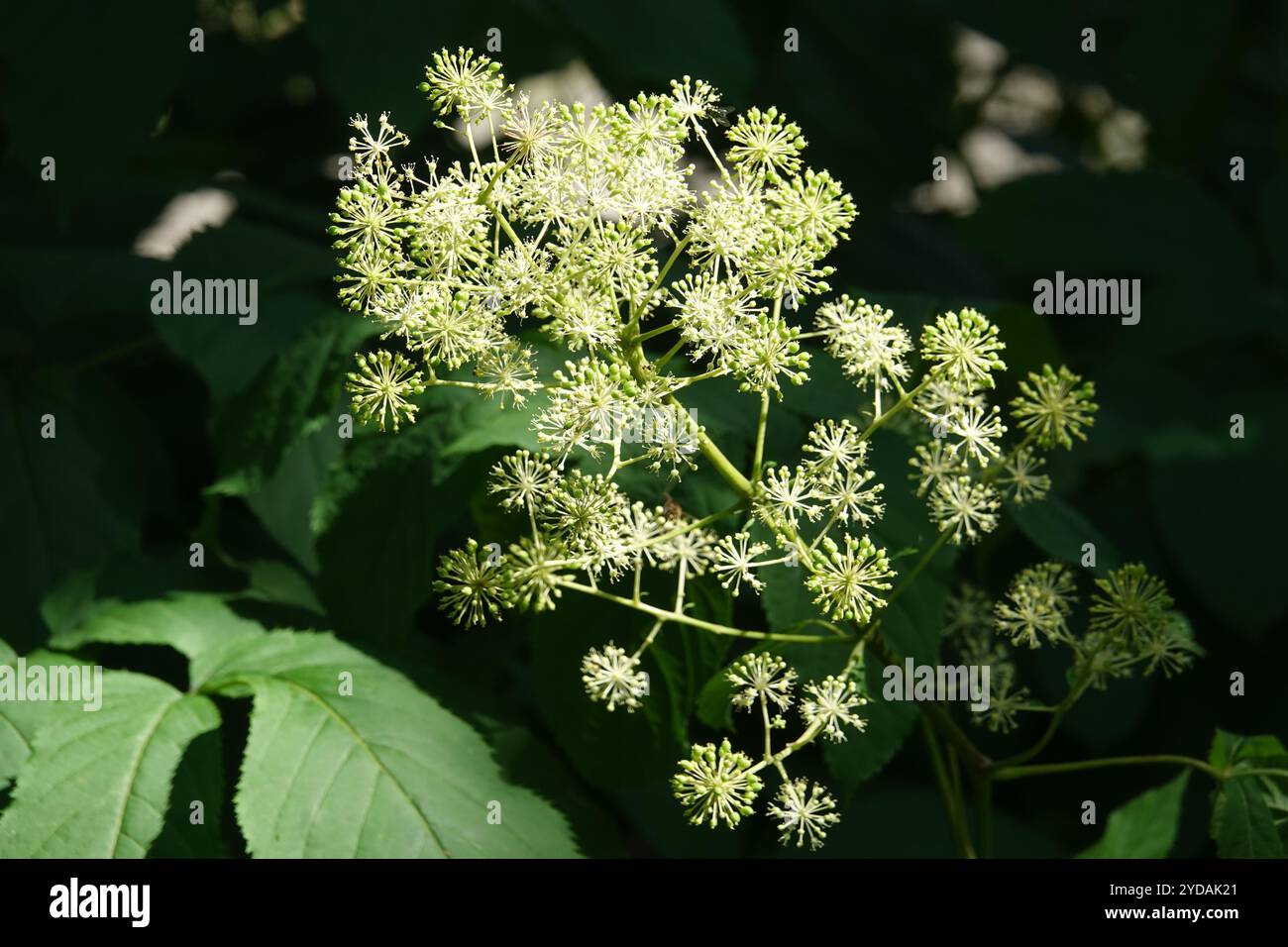 Aralia racemosa, spikenard americano Foto Stock