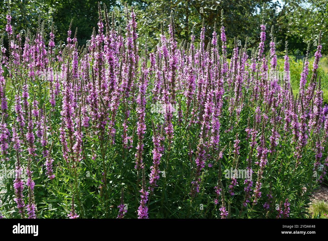 Lythrum salicaria, Viola loosestrife Foto Stock