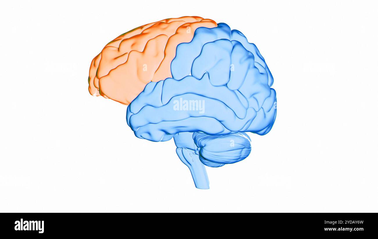 Illustrazione del lobo frontale (arancione) del cervello umano. Parti di quest'area sono responsabili di funzioni cognitive più elevate come il processo decisionale, l'espressione della personalità e la moderazione del comportamento sociale. Foto Stock