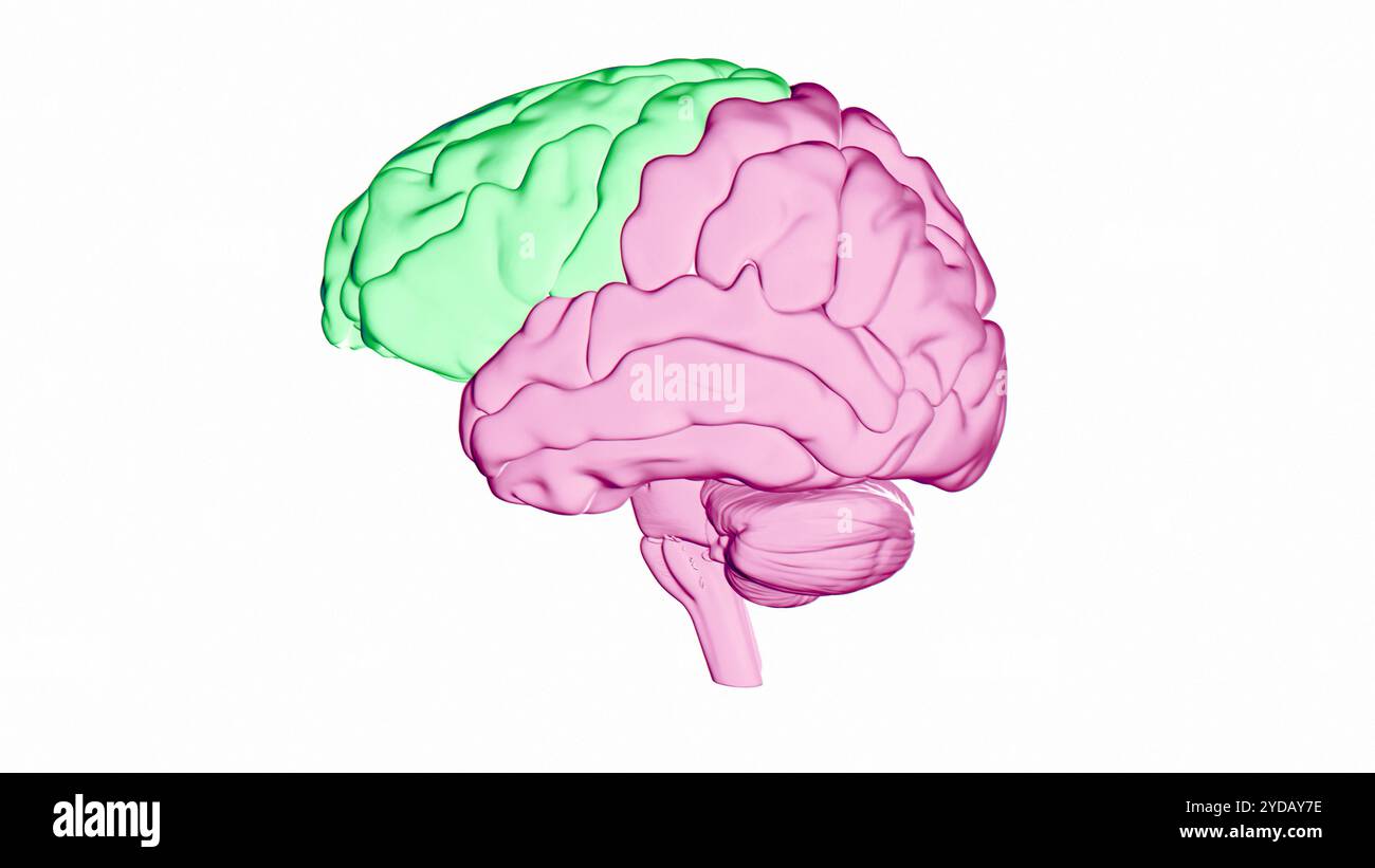 Illustrazione del lobo frontale (verde) del cervello umano. Parti di quest'area sono responsabili di funzioni cognitive più elevate come il processo decisionale, l'espressione della personalità e la moderazione del comportamento sociale. Foto Stock