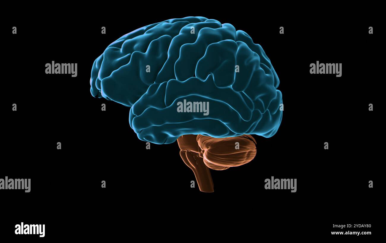 Illustrazione della corteccia cerebrale (blu) del cervello umano, che è responsabile di diverse funzioni tra cui memoria, attenzione, percezione, consapevolezza, pensiero, linguaggio e coscienza. Foto Stock