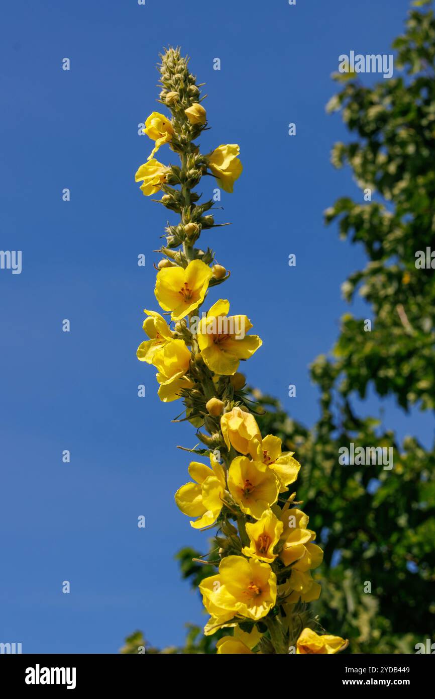 Estate in un giardino tedesco Foto Stock