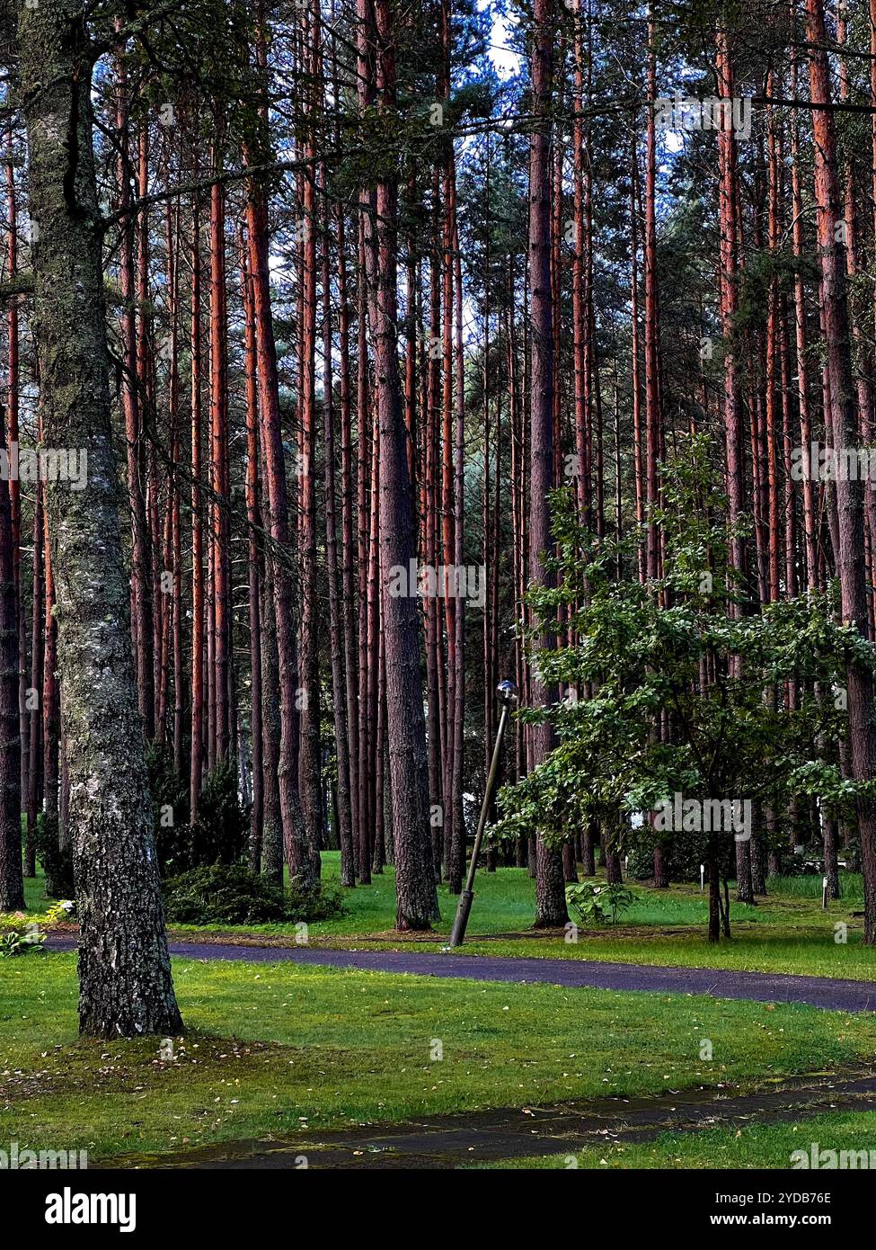 Tranquilla foresta con alti e sottili pini e lussureggianti prati verdi che catturano la bellezza della natura in un paesaggio boscoso. - Immagine stock catturata con smartphone