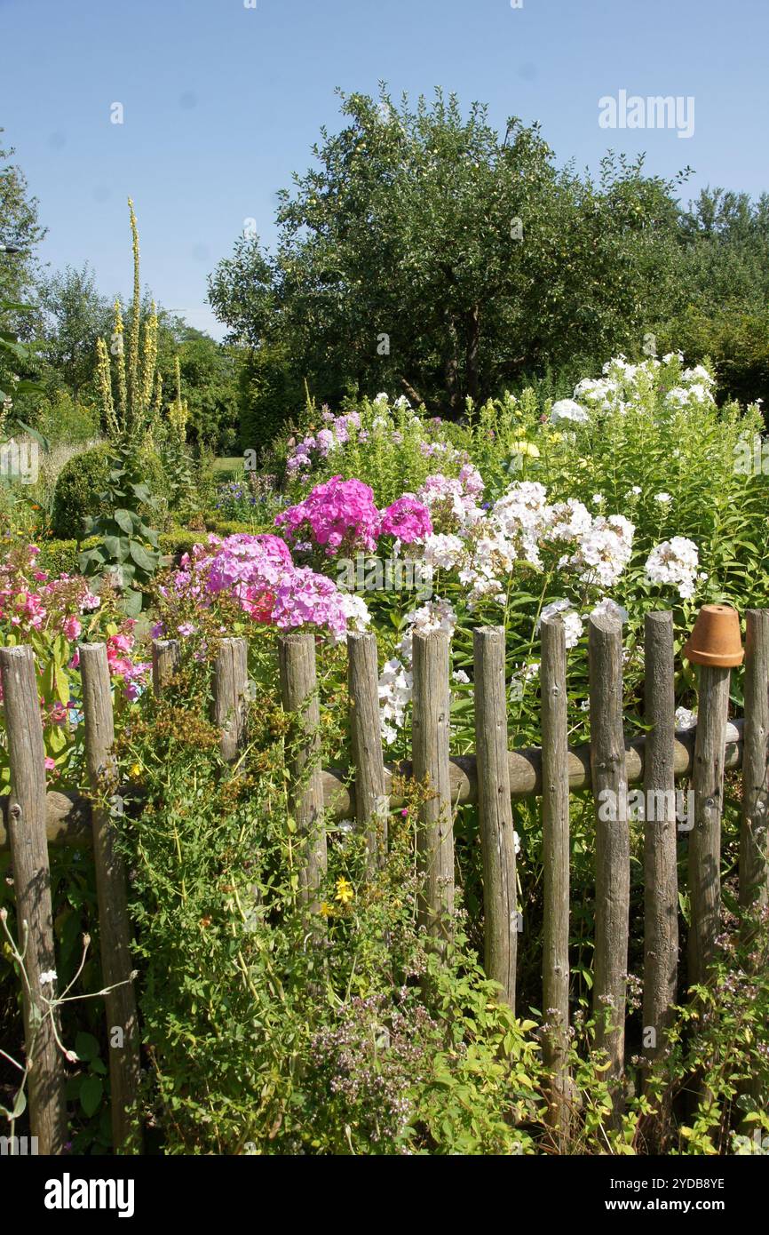 Giardino del cottage, Phlox Foto Stock