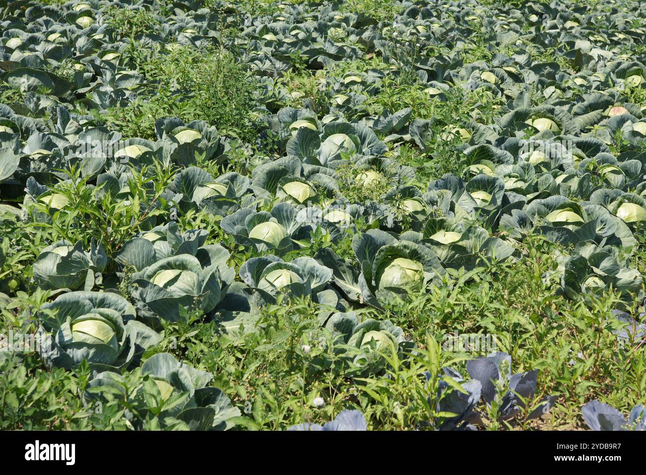 Brassica oleracea, cavolo Foto Stock