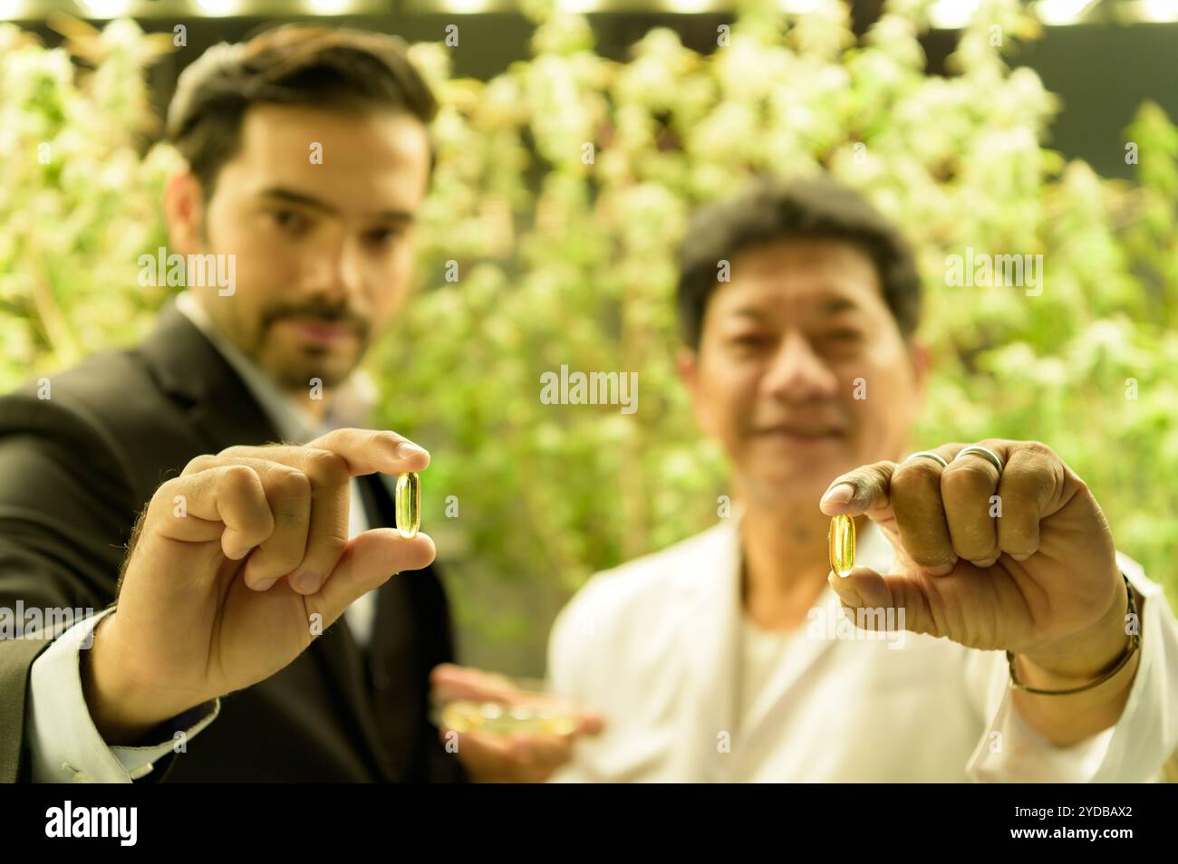 Proprietari di fattorie e scienziati che gestiscono la piantagione di cannabis. Verificare l'integrità dell'olio di cannabis e dei prodotti di cannabis nel CA Foto Stock