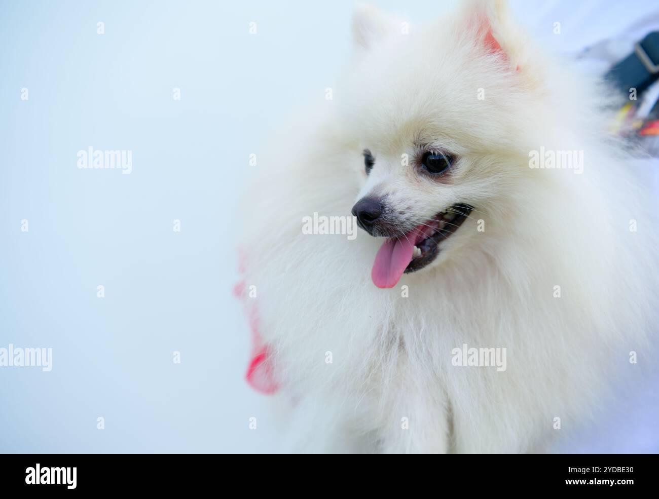 Questo è un cane della Pomerania. Il cane piccolo riproduce gli occhi sono grandi e leggermente rigonfiati, il naso è nero e rotondo, e la pelliccia lo è Foto Stock