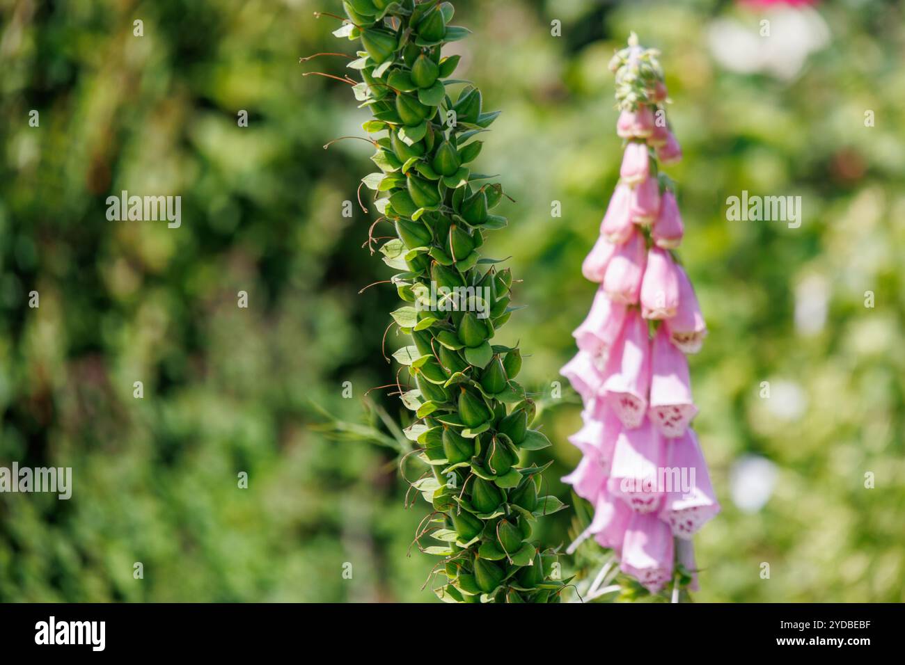 Estate in un giardino tedesco Foto Stock