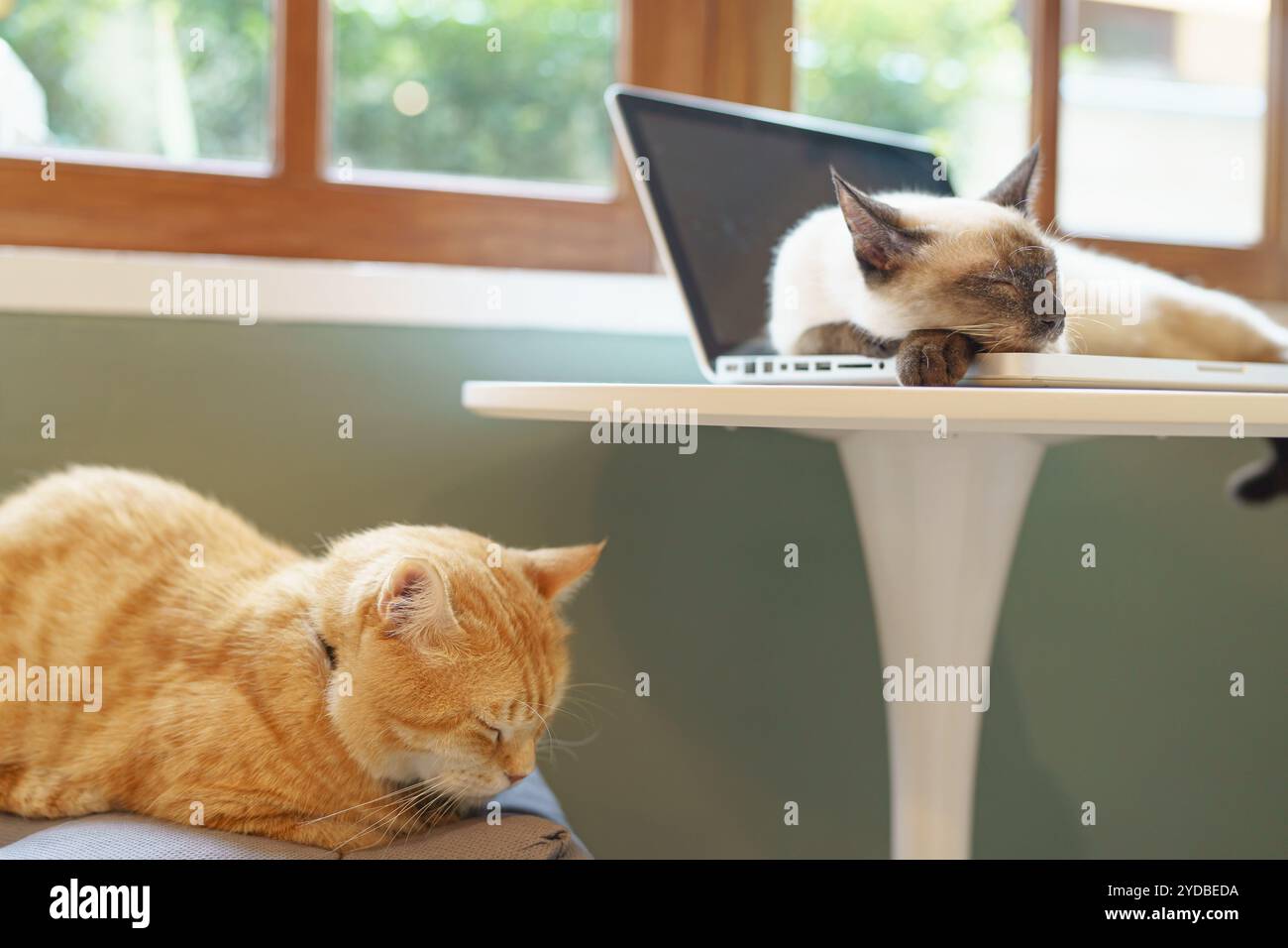 Cat su un computer portatile che lavora da casa con Cat. cat dorme su un assistente alla tastiera del computer portatile Cat che lavora al computer portatile. Foto Stock