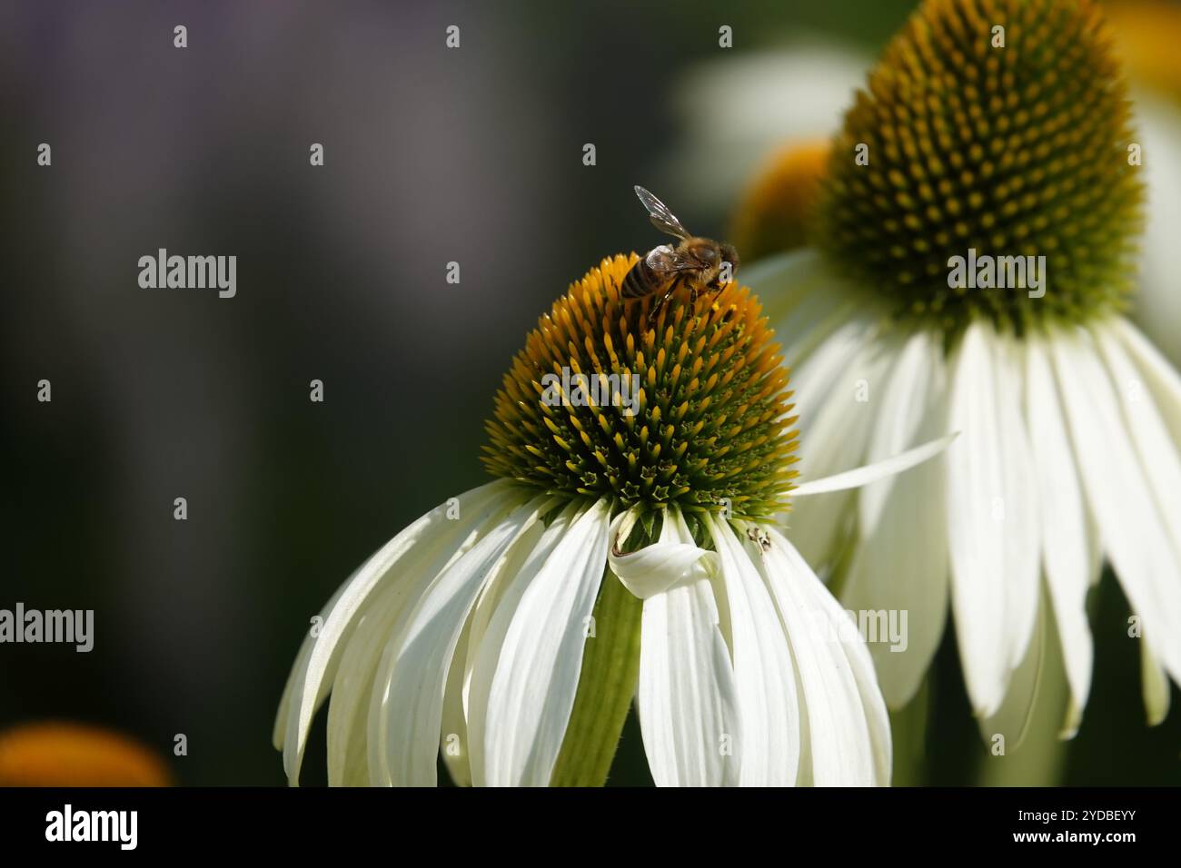 Rudbeckia White Swan, coneflower bianco Foto Stock