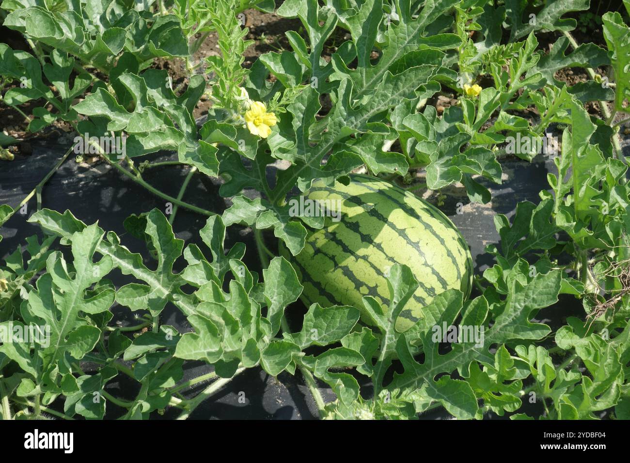 Citrullus lanatus, watermelo Foto Stock