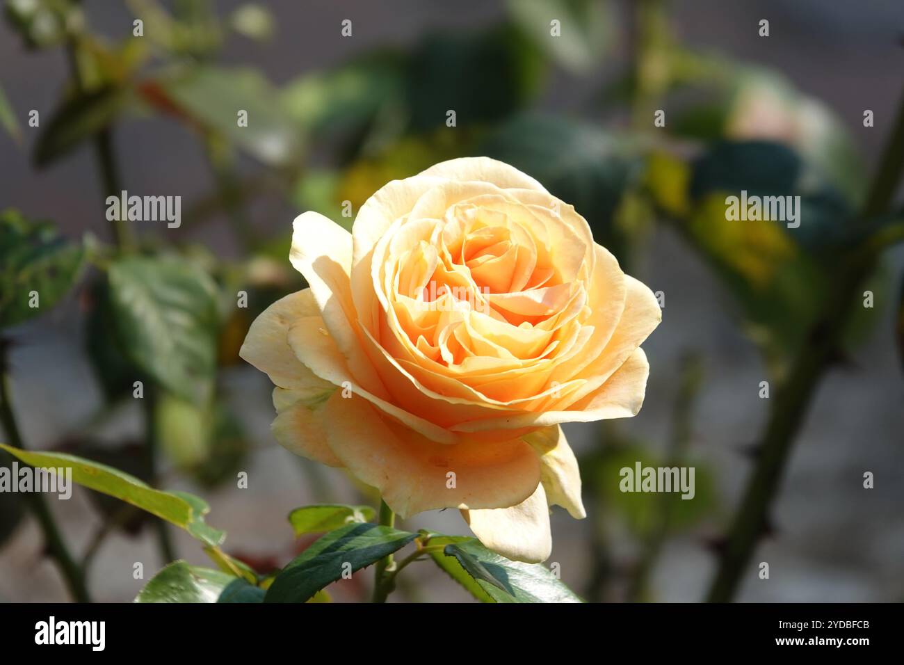 Rosa Sunny Sky Foto Stock