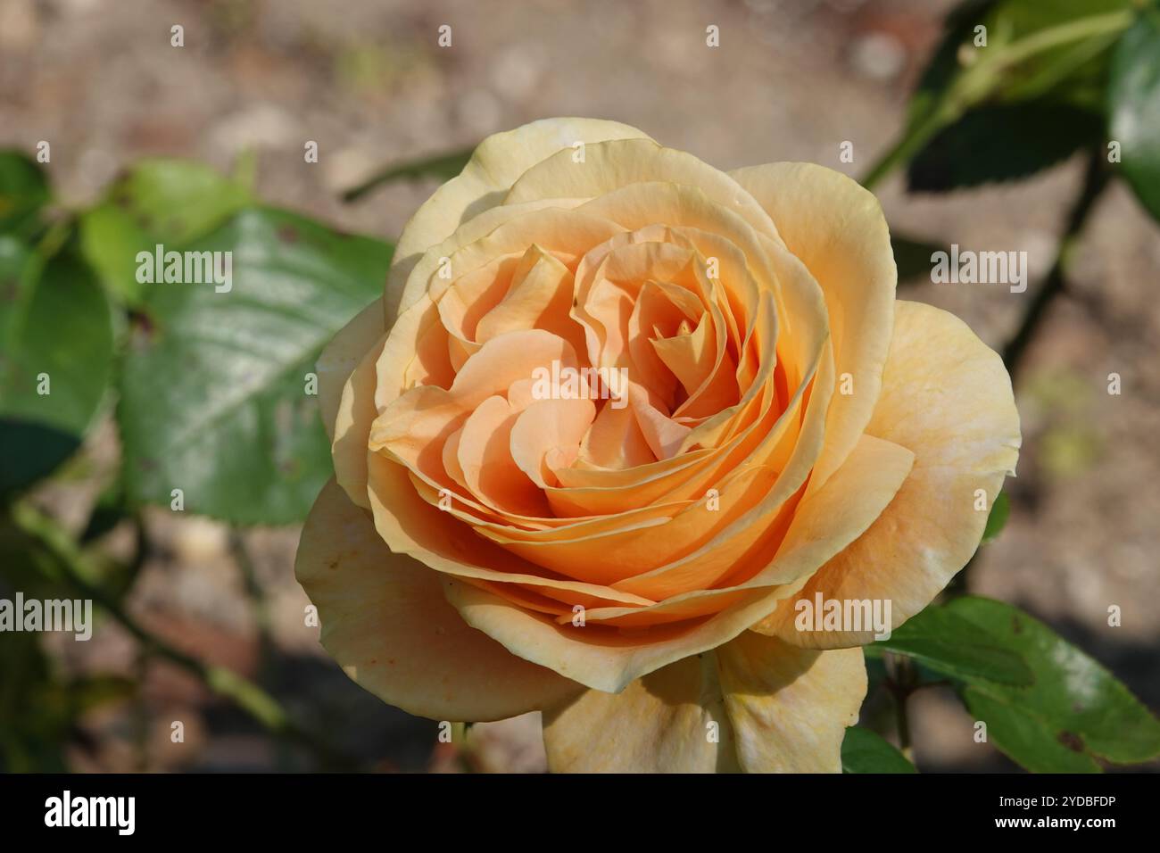 Rosa Sunny Sky Foto Stock