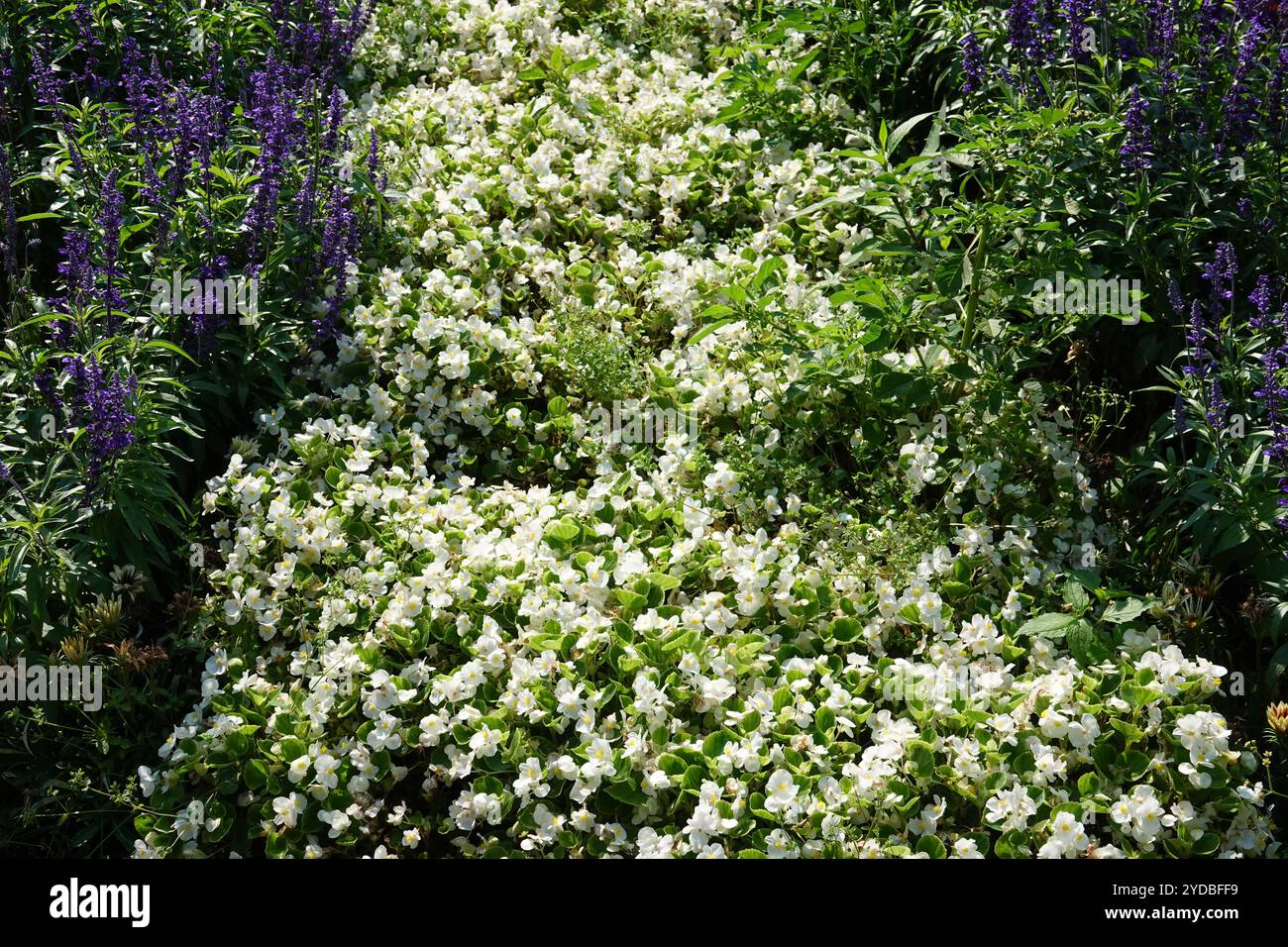 Begonia semperflorens Foto Stock