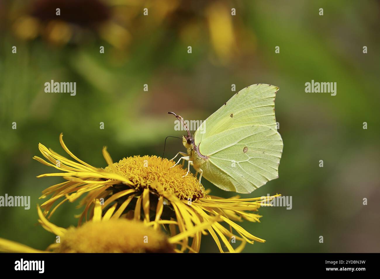 Farfalla di limone (Gonepteryx rhamny) su un fiore giallo di una grande Telekie (Telekia speciosa), Wilnsdorf, Renania settentrionale-Vestfalia, Germania, Europa Foto Stock