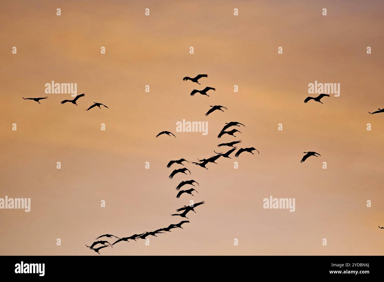 Stormo di uccelli che volano nel cielo serale di colore arancione, gru, Mueritz, Parco nazionale di Mueritz, Meclemburgo-Vorpommern, Germania, Europa Foto Stock