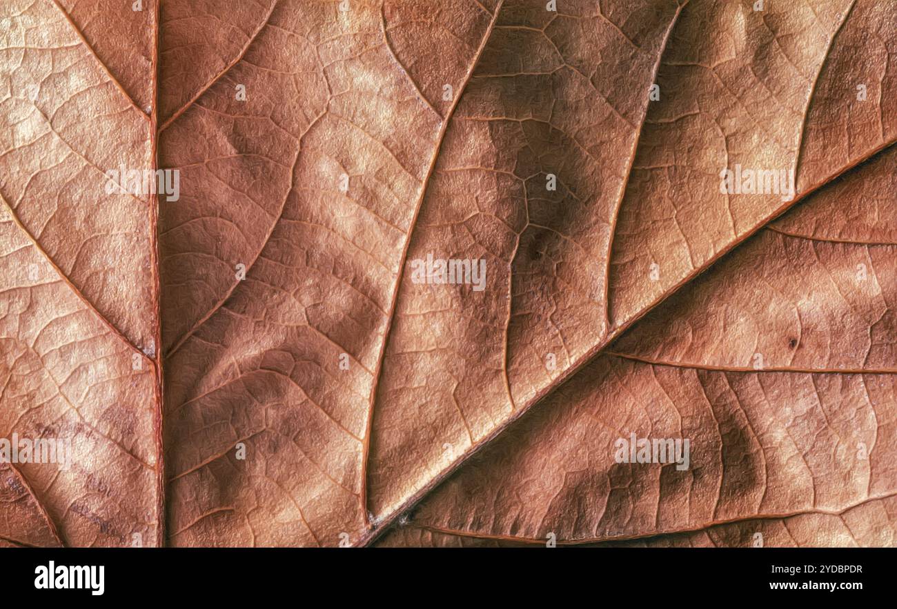 Primo piano sulle vene e sulla consistenza di una foglia d'acero invecchiata e caduta Foto Stock