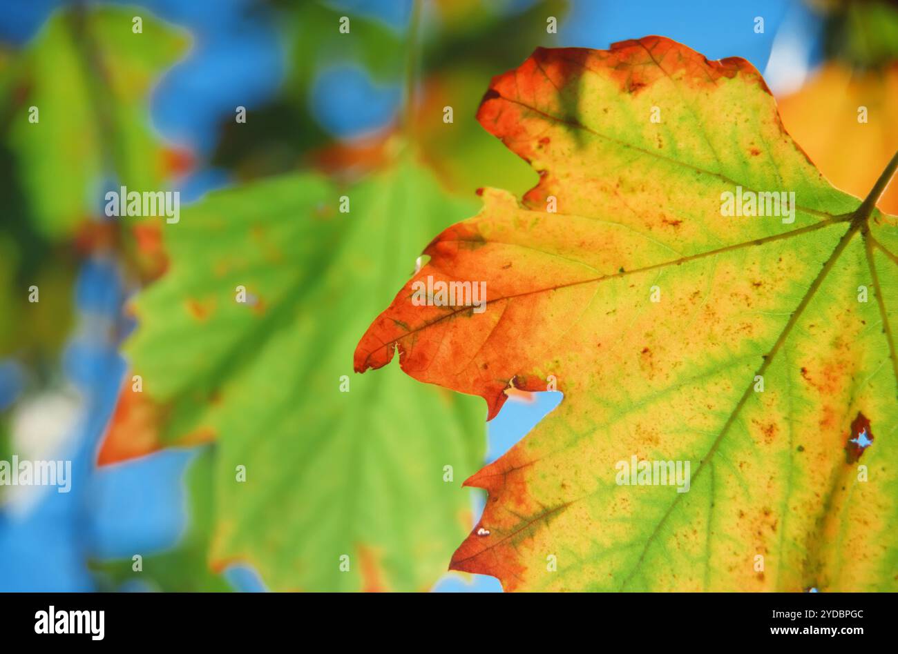 Primo piano di foglie d'acero colorate invecchiate in autunno o in autunno Foto Stock