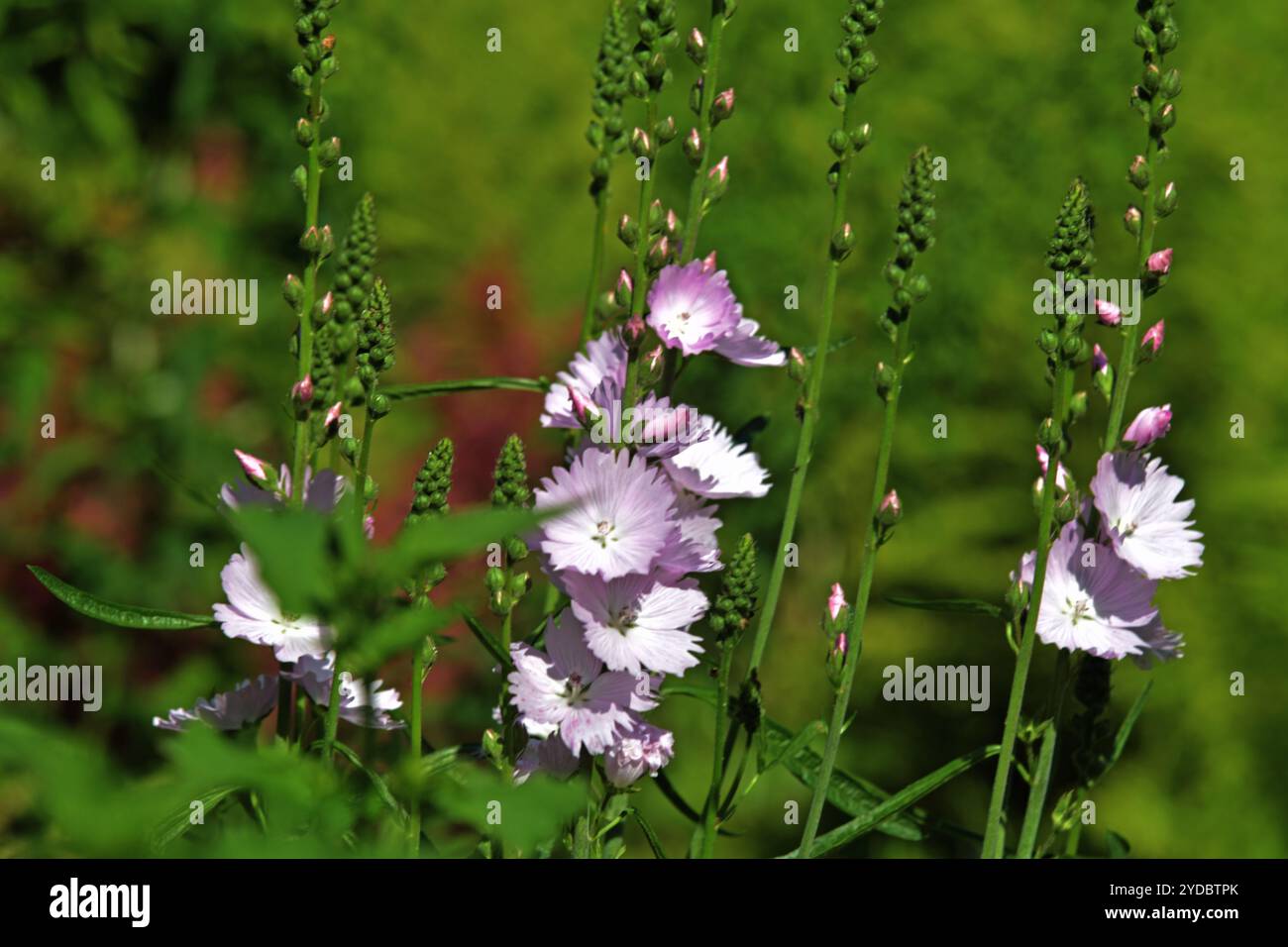 Piccola principessa californiana Mallow Foto Stock