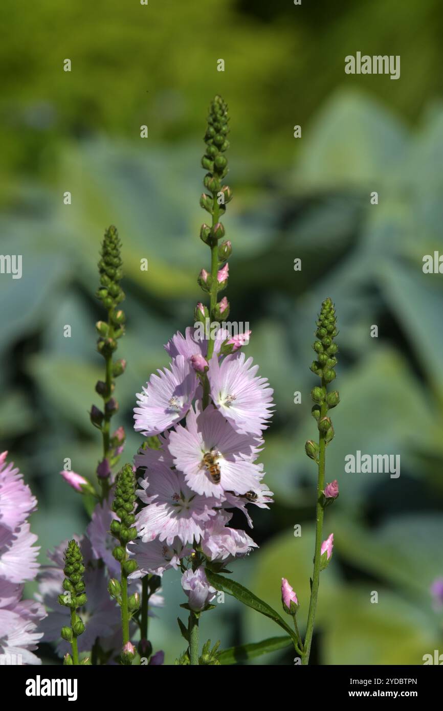 Piccola principessa californiana Mallow Foto Stock