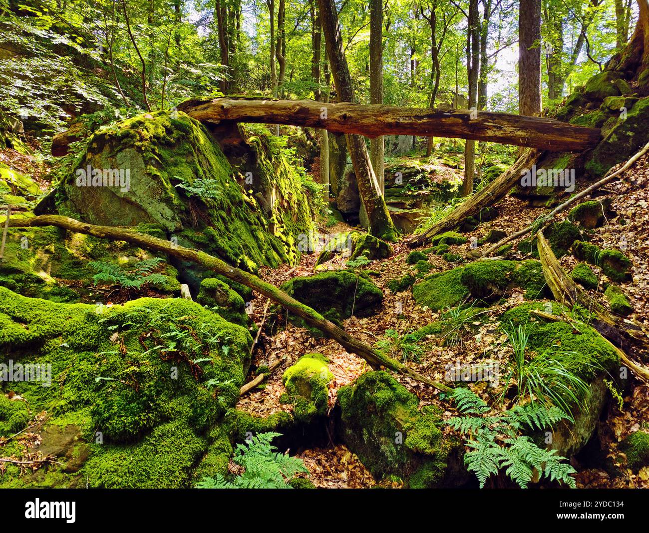 Bizzarri paesaggi rocciosi nel Parco naturale dell'Eifel meridionale, Bollendorf, Eifel, Germania, Europa Foto Stock