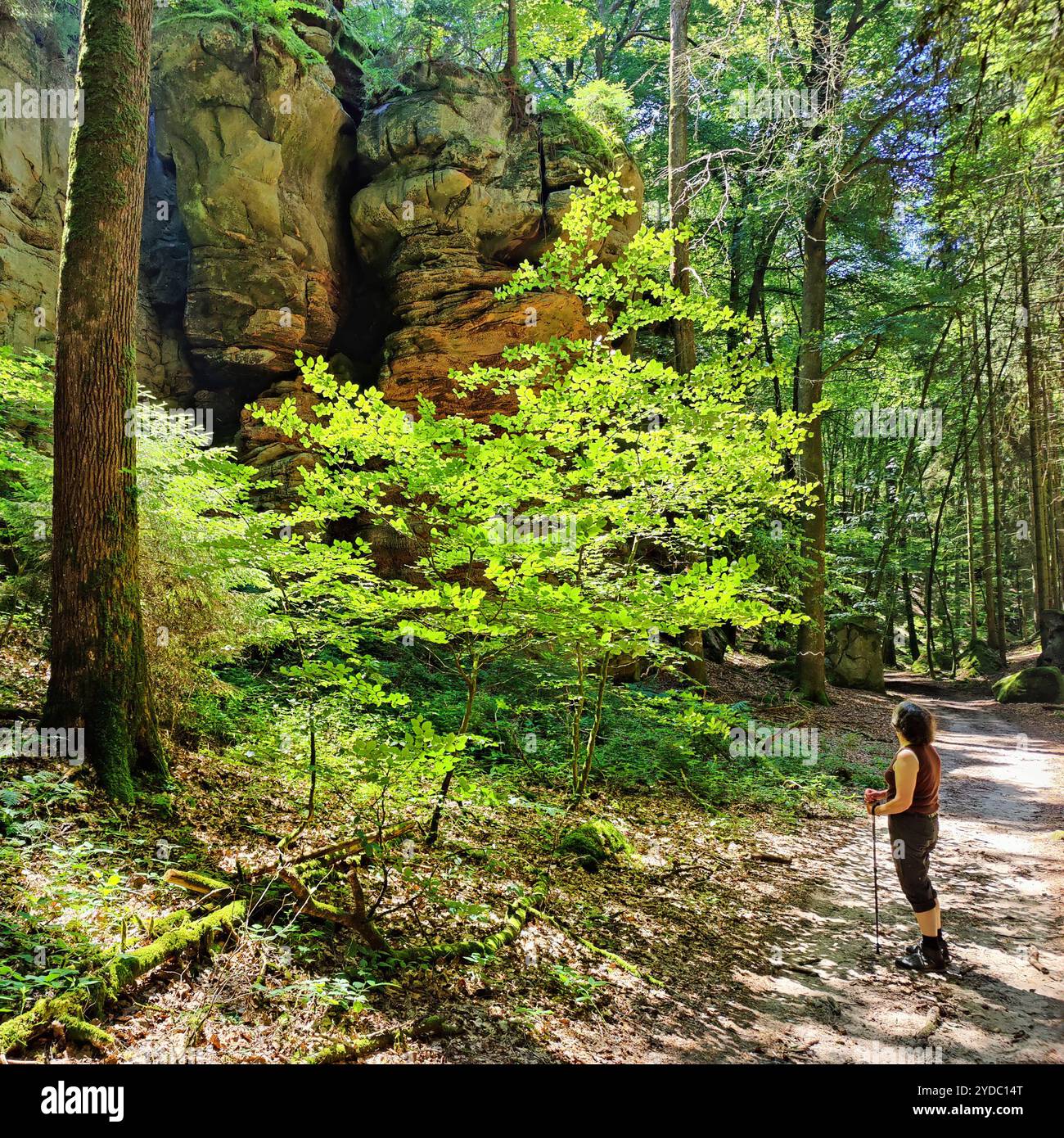 Bizzarri paesaggi rocciosi nel Parco naturale dell'Eifel meridionale, Bollendorf, Eifel, Germania, Europa Foto Stock